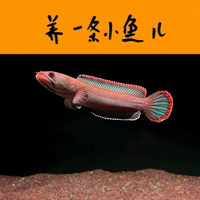 火背-雷龙鱼观赏鱼（直播选鱼专用链接 未咨询直接下单无效）