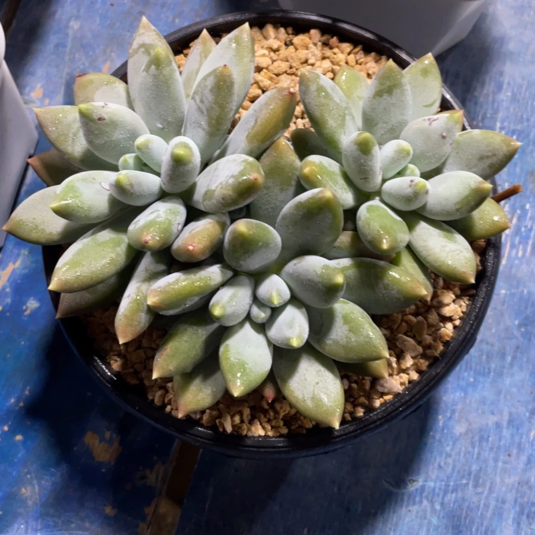 吃****一物一拍中通快递