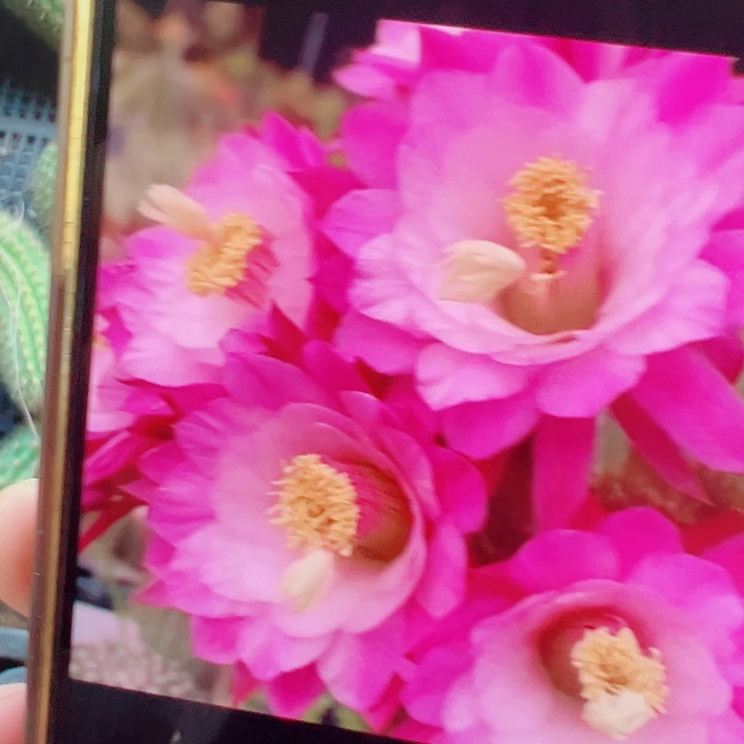 金妞 海姆 侧芽 满20包邮