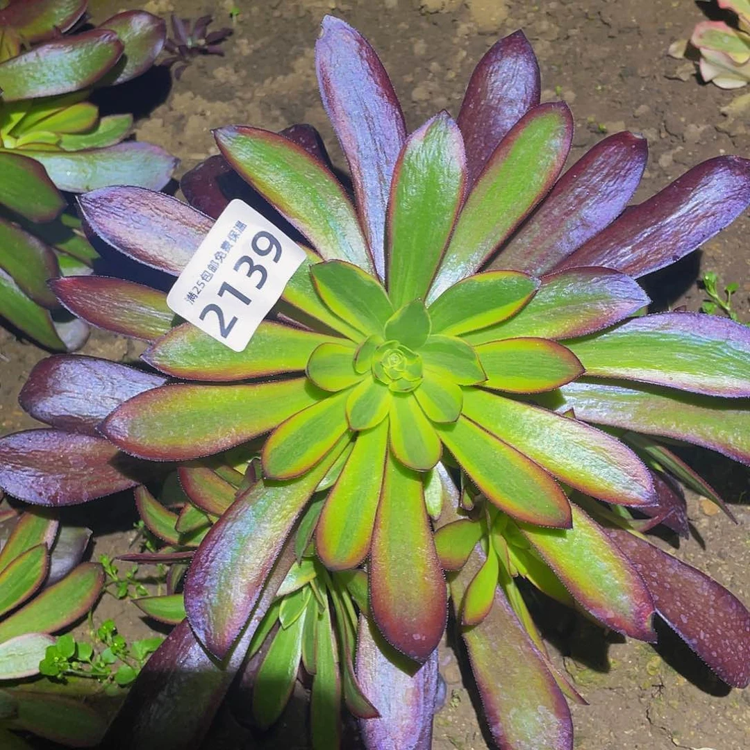 2139金沙多肉植物