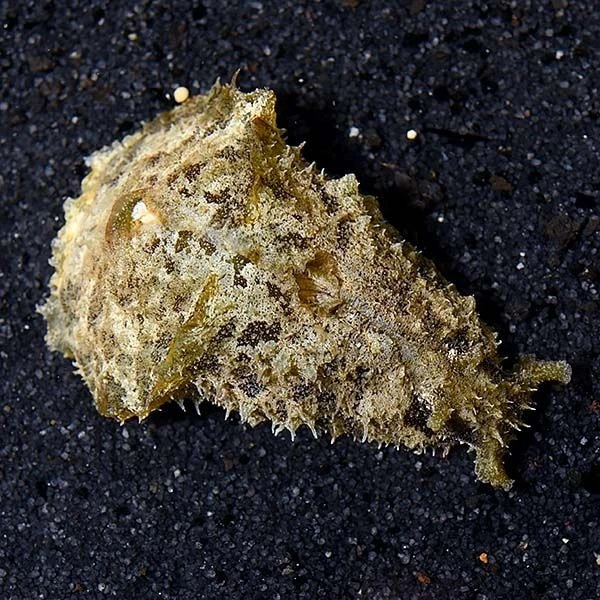 海水观赏鱼 食苔海兔