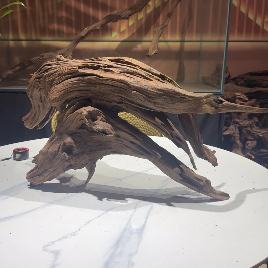 一***王香榧木一物一拍鱼缸造景