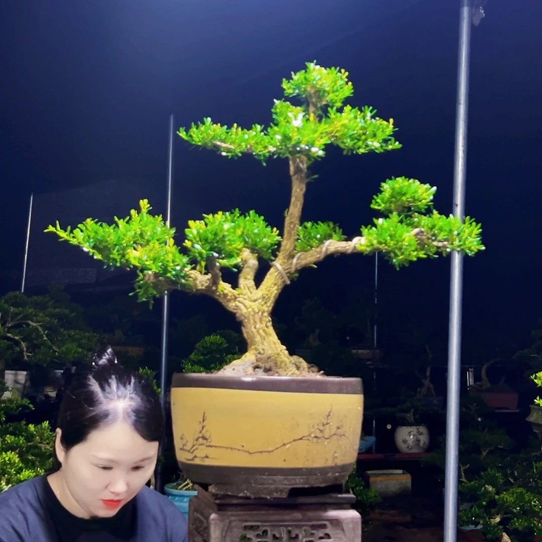 无花朵黄杨木
