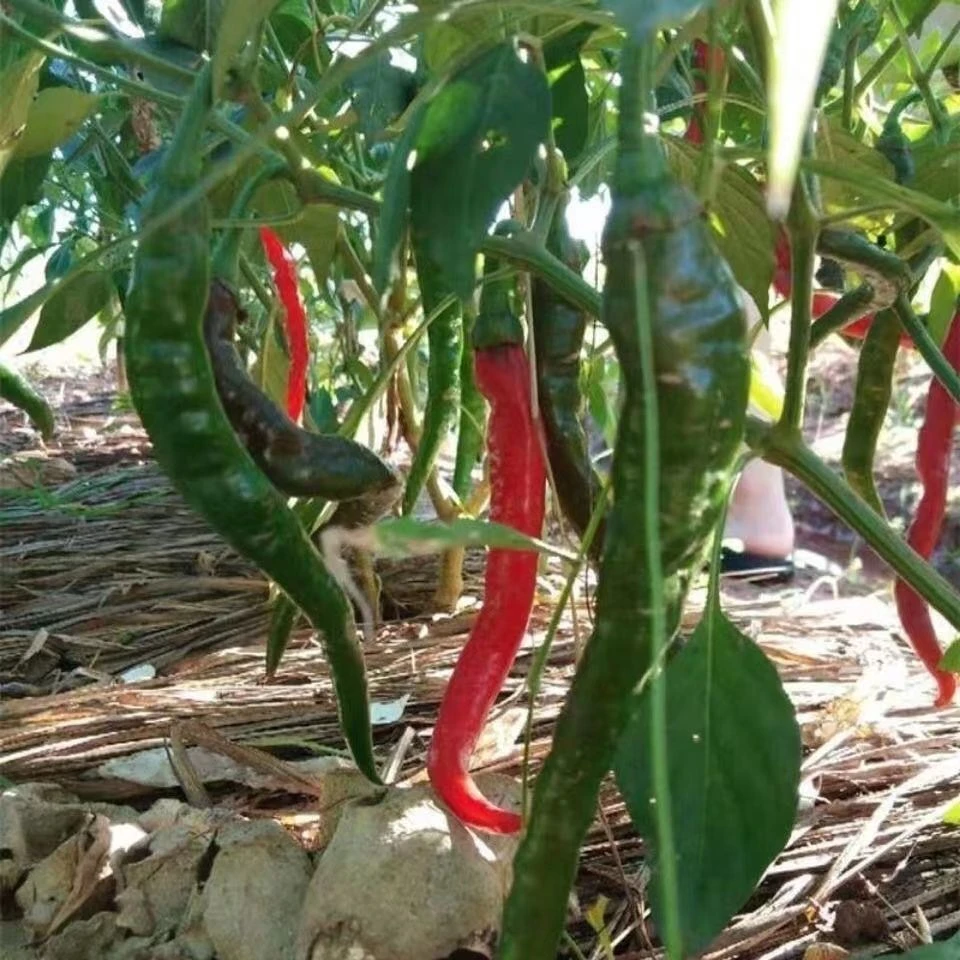 湖南老品种本地土辣椒种子中早熟尖椒种籽软皮薄皮青椒种子籽