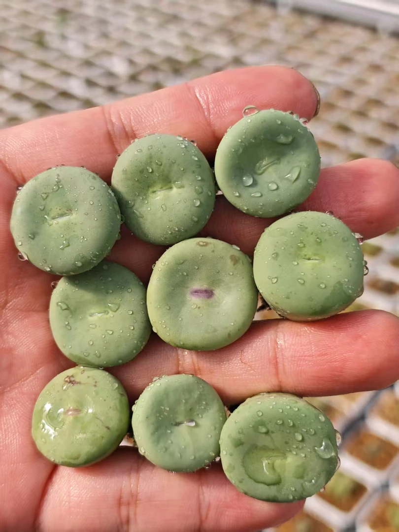 20多肉植物肉锥嘴×饼一颗