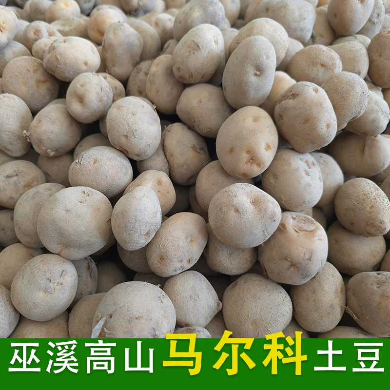 巫溪马尔科高山洋芋3斤农家种植皮薄光滑生态黄皮黄心新鲜现挖