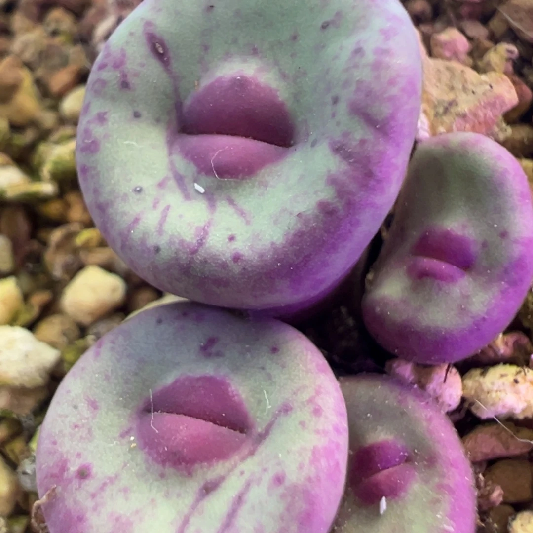biit歌姬嘴 肉锥植物