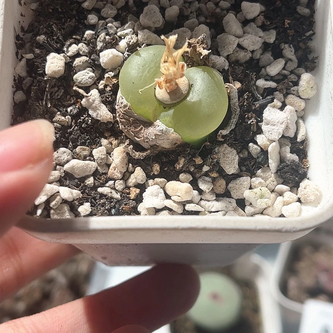 1111–番杏福利a151