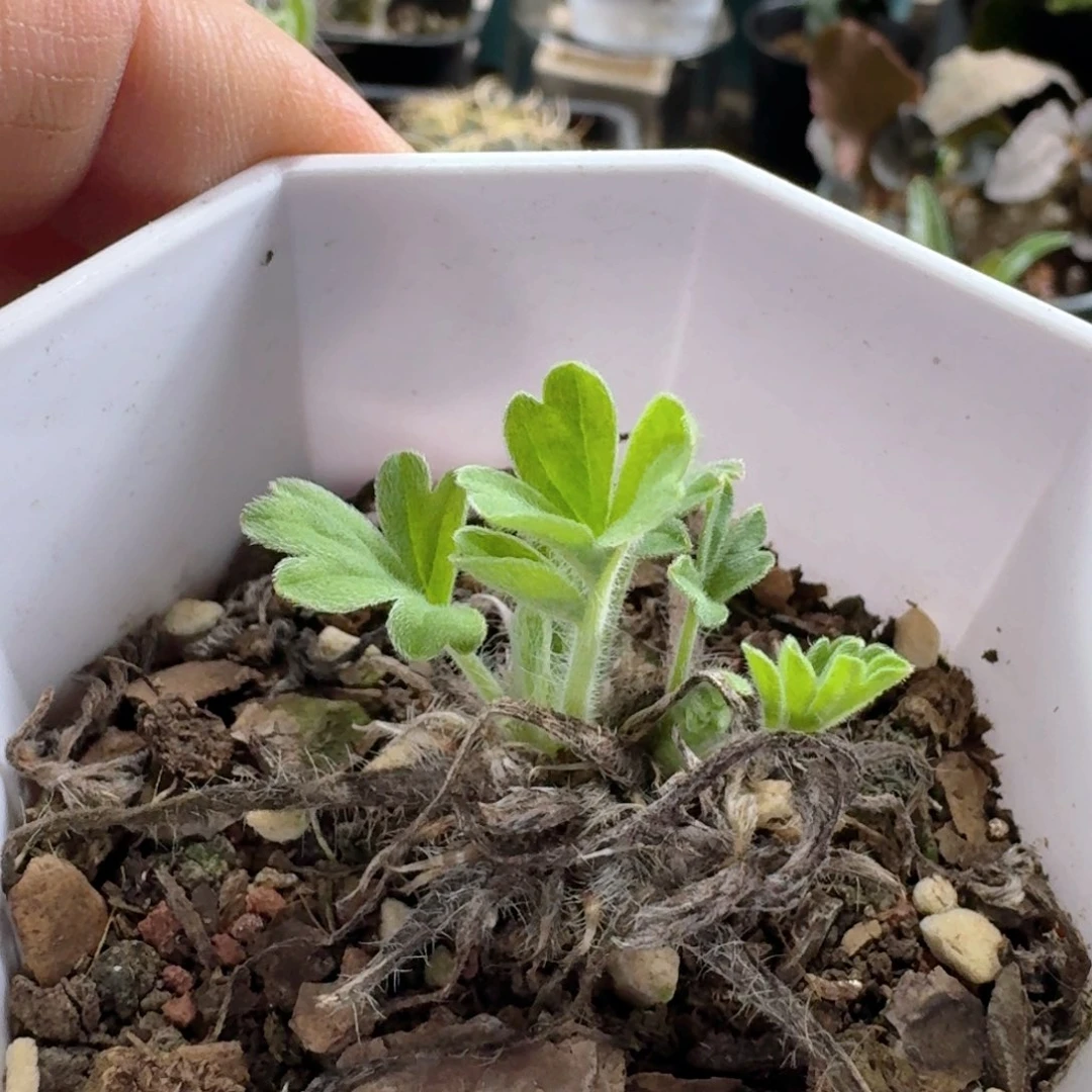 181红花洋葵带盆发货