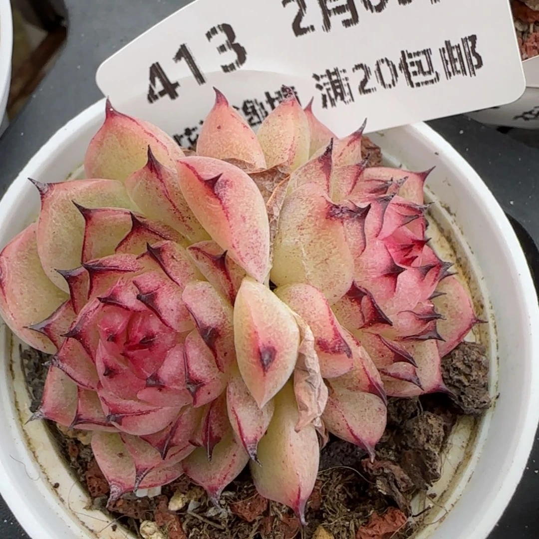 花语逸境0209-413