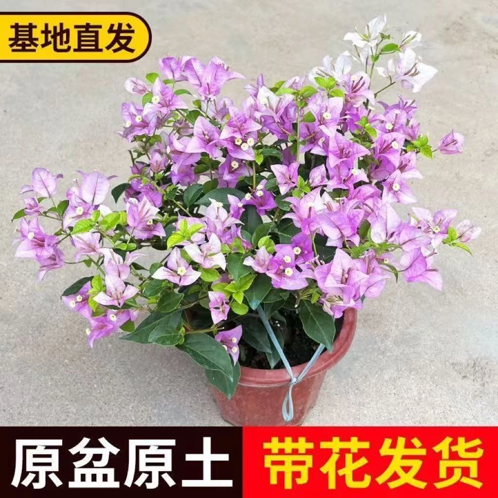 雪紫三角梅大红盆带盆带土带花发货四季开花好养易活室内外种植