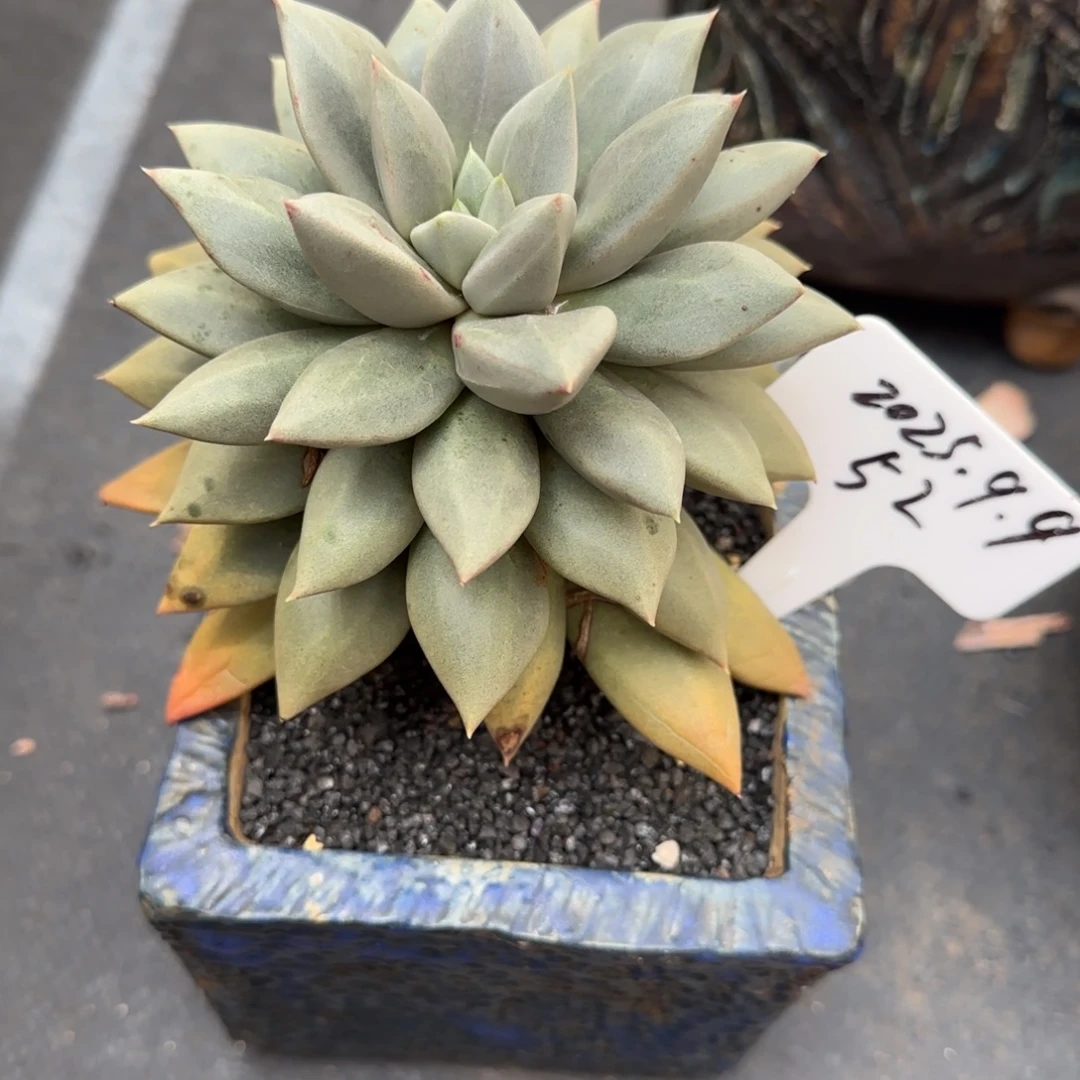 一物一拍大单头狼牙52