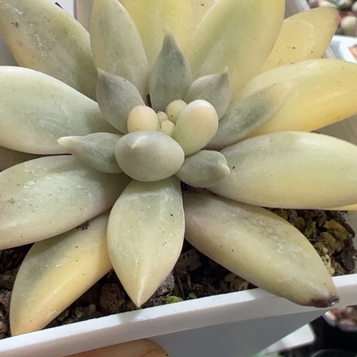 红蜻蜓锦多肉植物1370