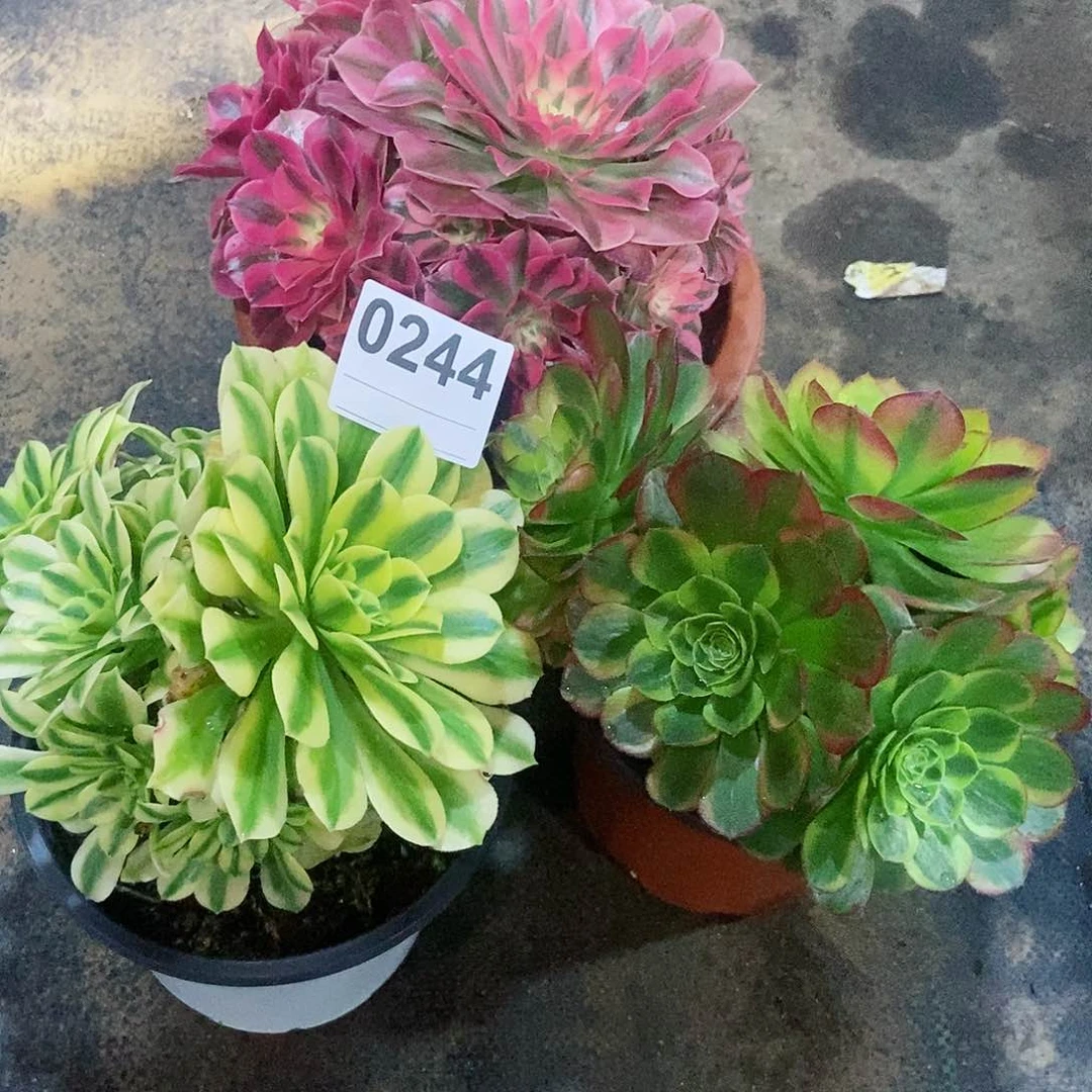 红陶宋*可0244套餐3颗4多肉