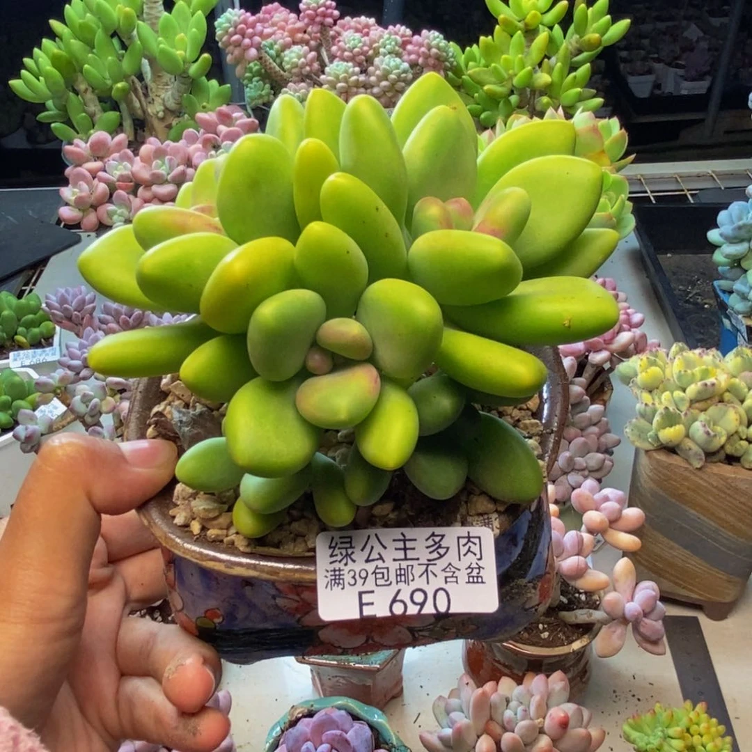 690金蝉芒果奶多肉9c m