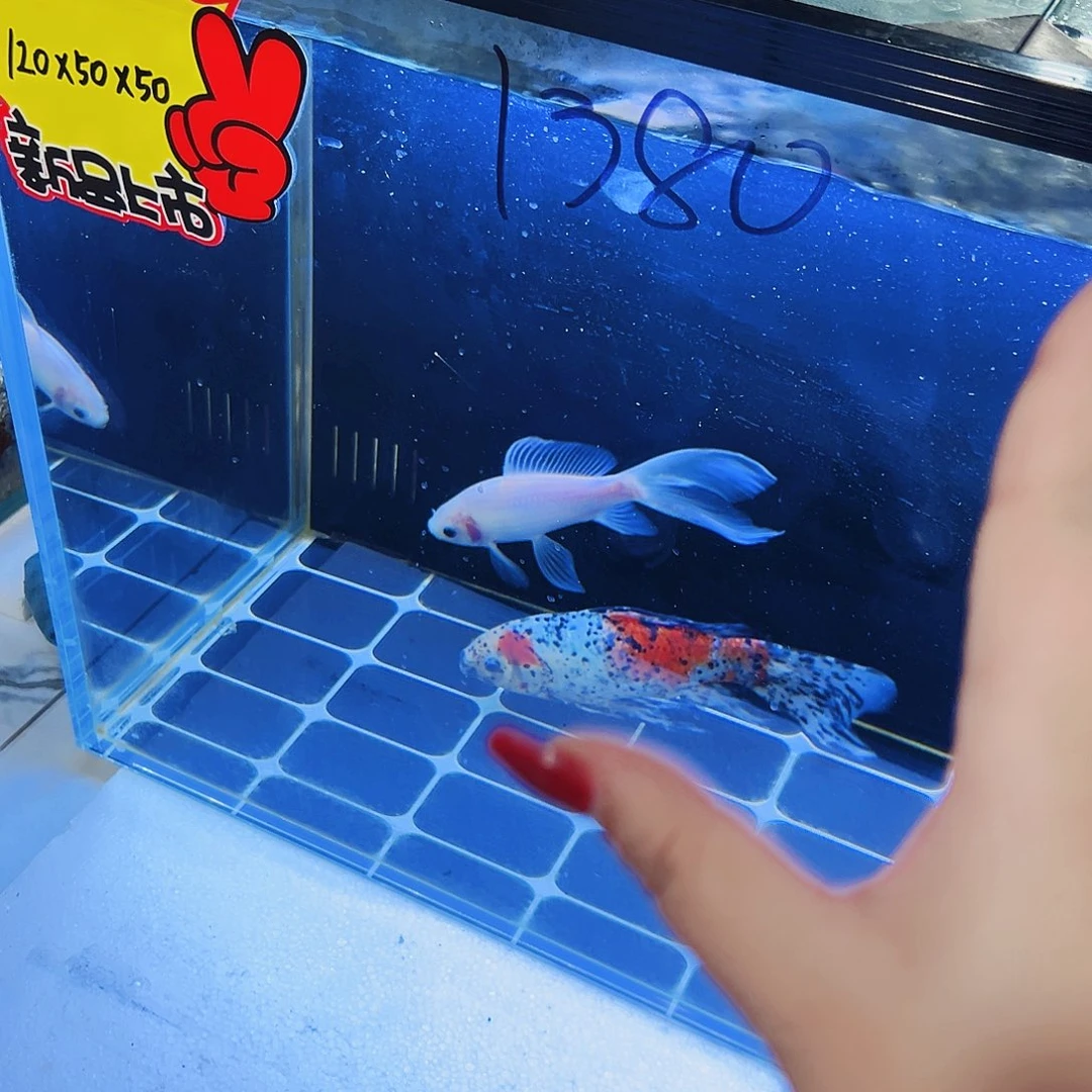 鑫***愿玻璃120.50.50双鱼马桶新款全套