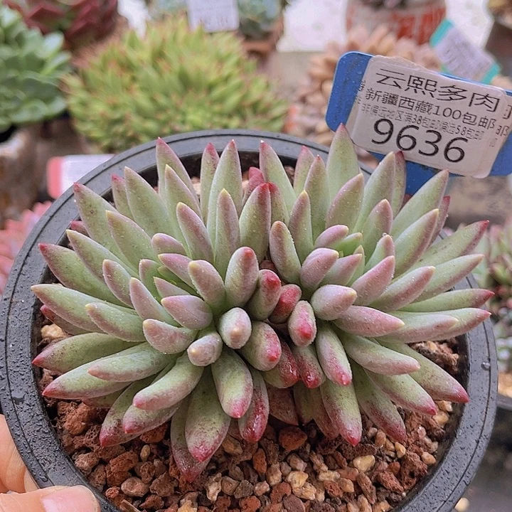 9636车厘子。