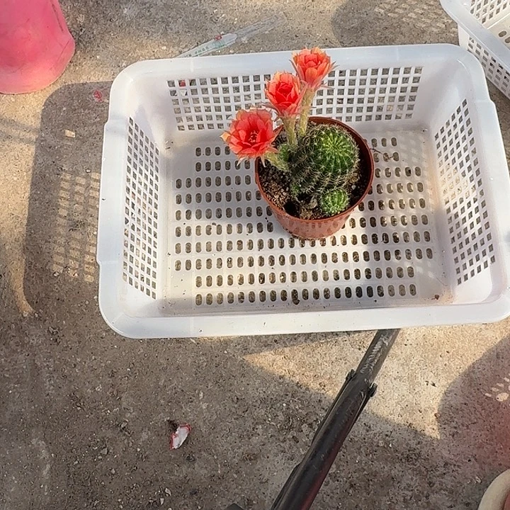 她****无花朵丽花哈哈哈哈就哈哈
