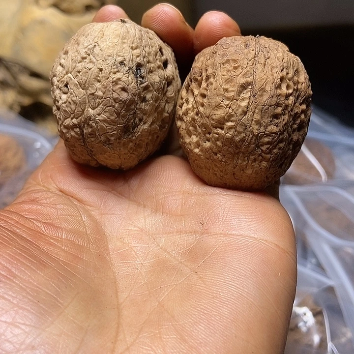 把件文玩核桃云南铁核桃基地66