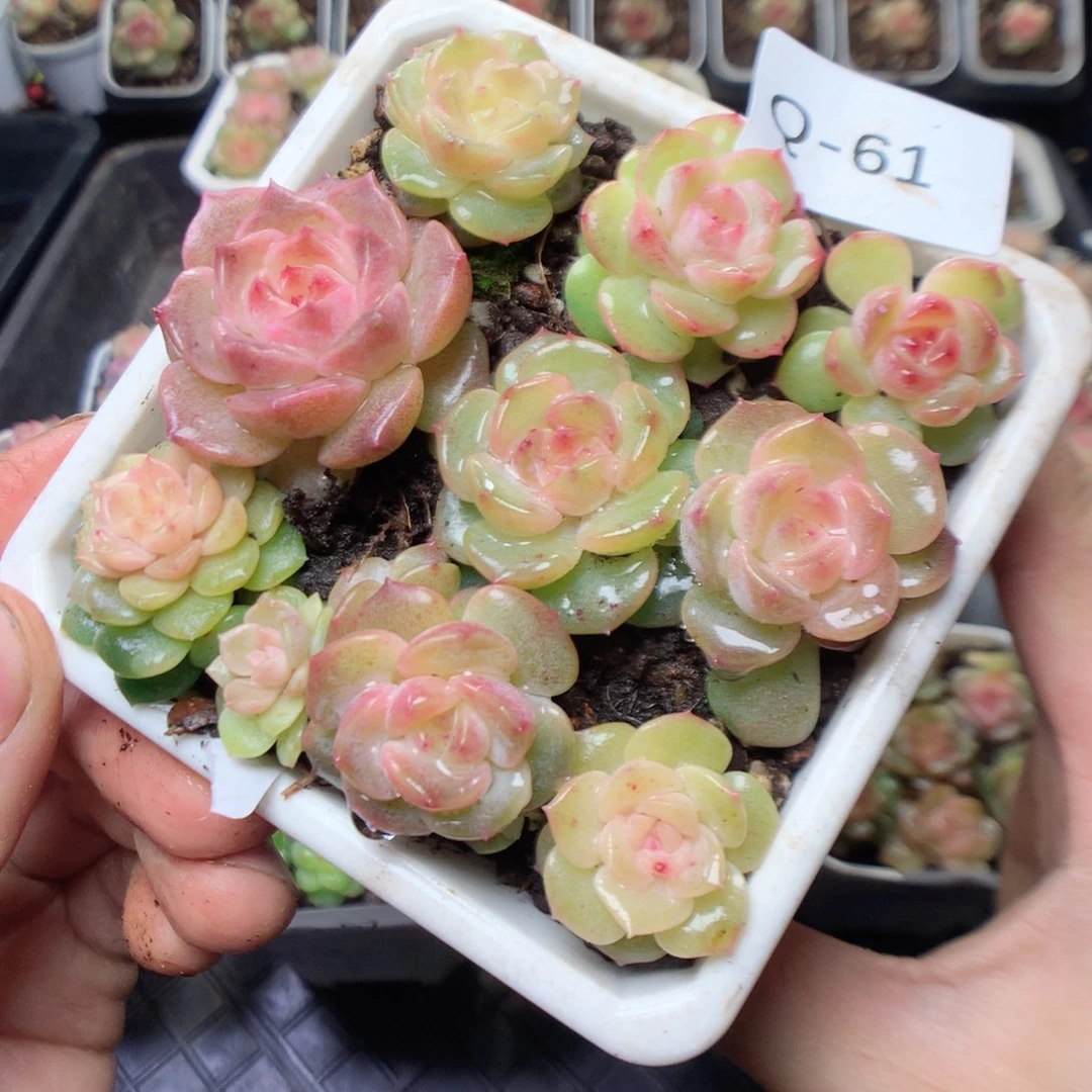 无花朵Q61 yyyyyyyy