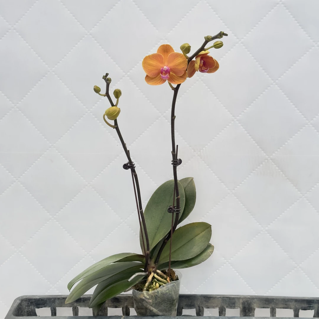 富豪优选（博洛尼亚）蝴蝶兰花期长好养护