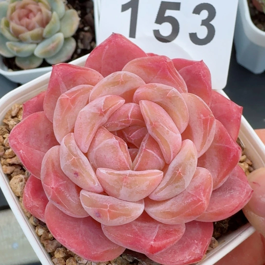 冰魄         精品多肉