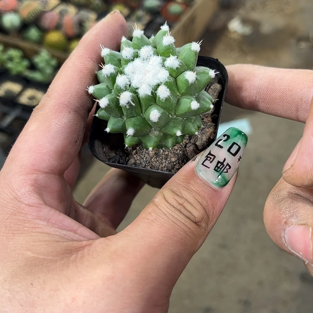 单头雪糕发货有根发货有根发货