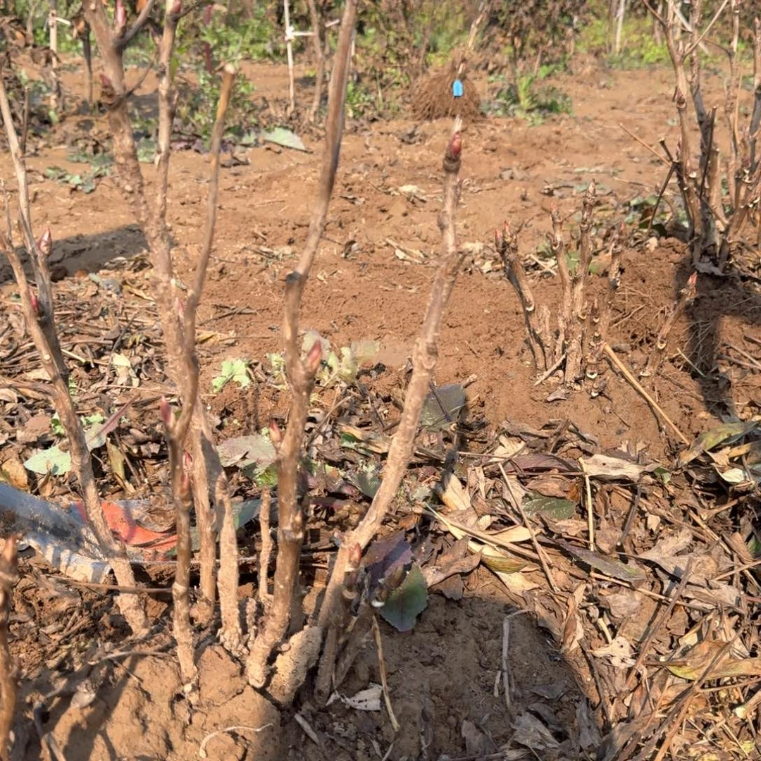 完全开放111111111111111