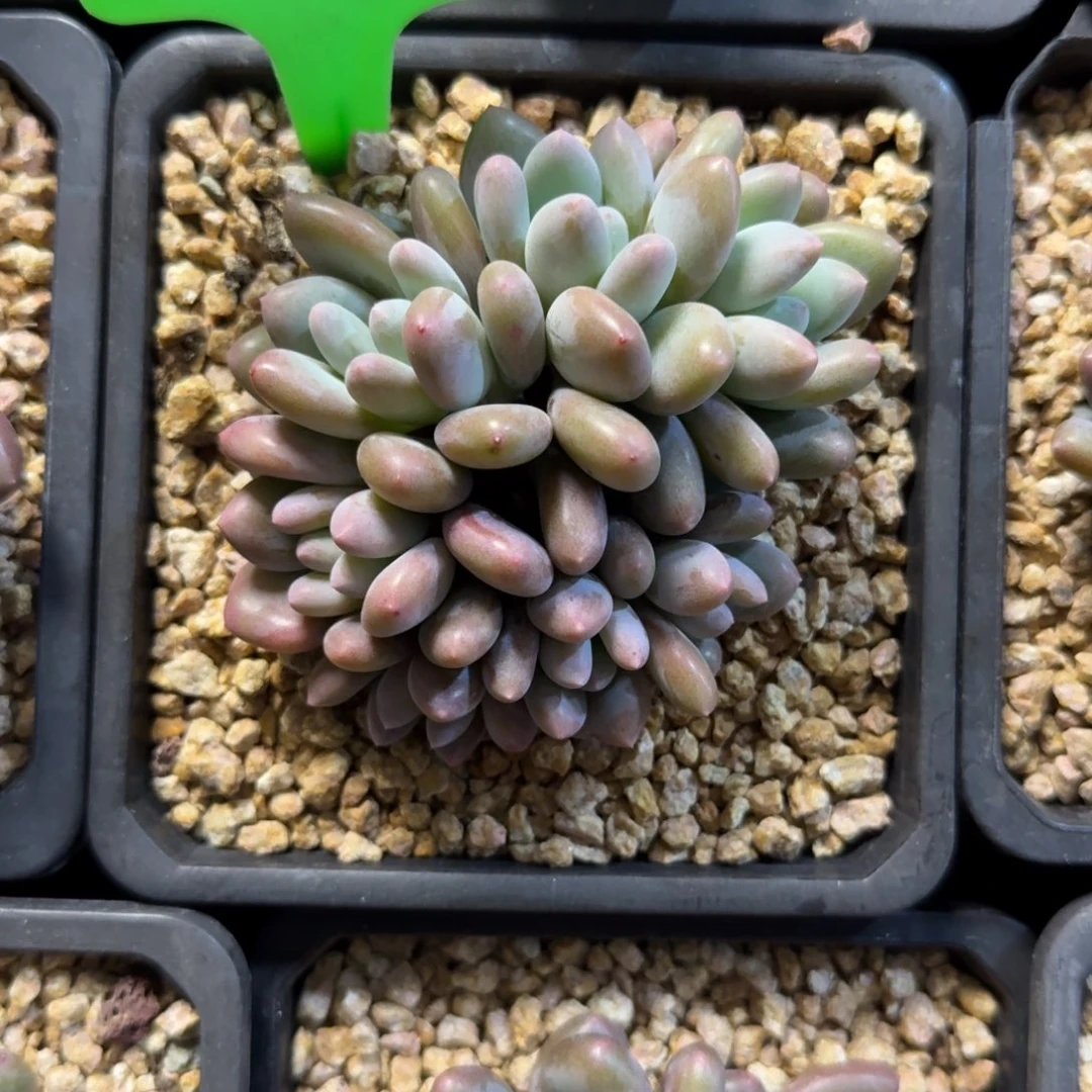 埃蒙德1111111111111111111111