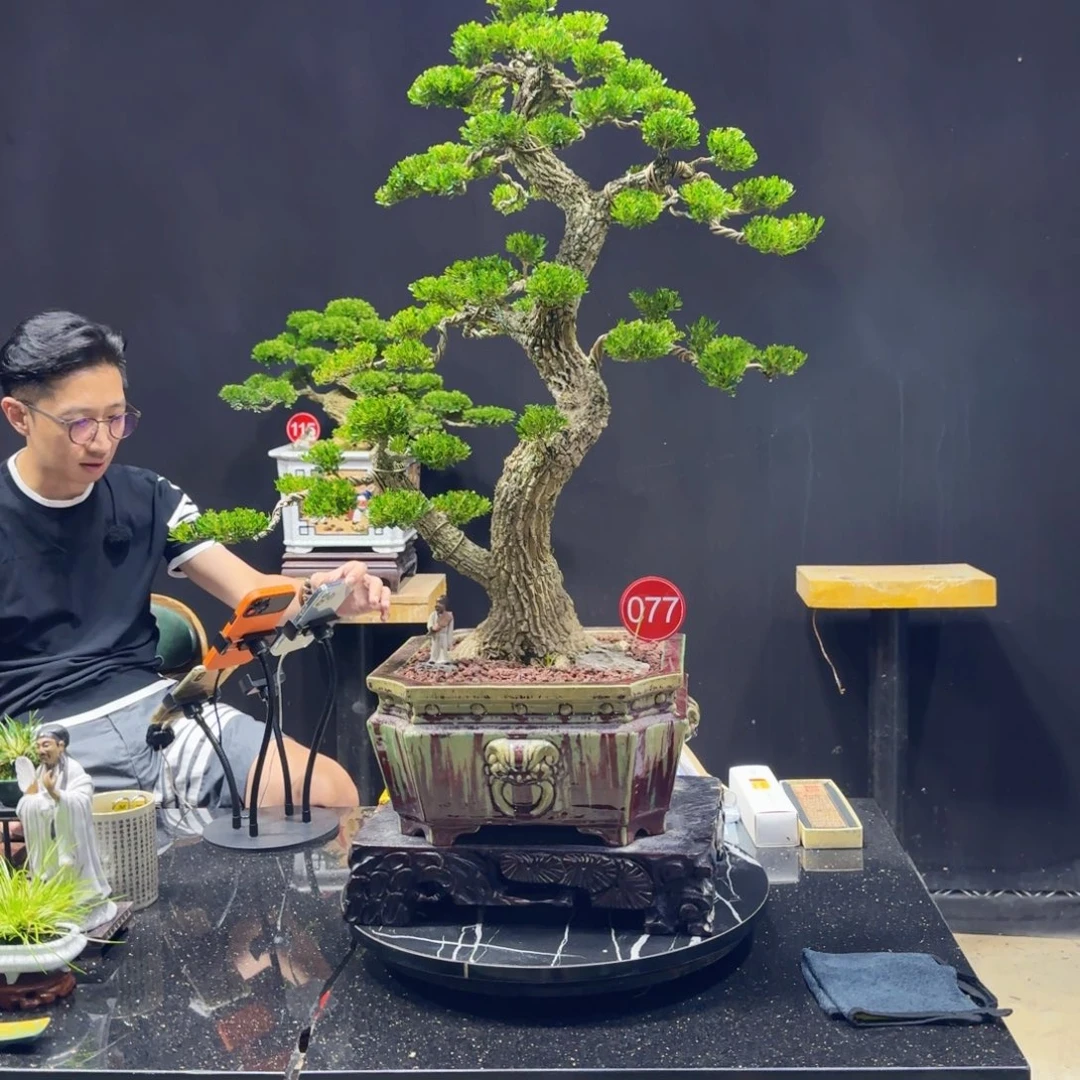 无花朵黄杨室内室外盆景艺术