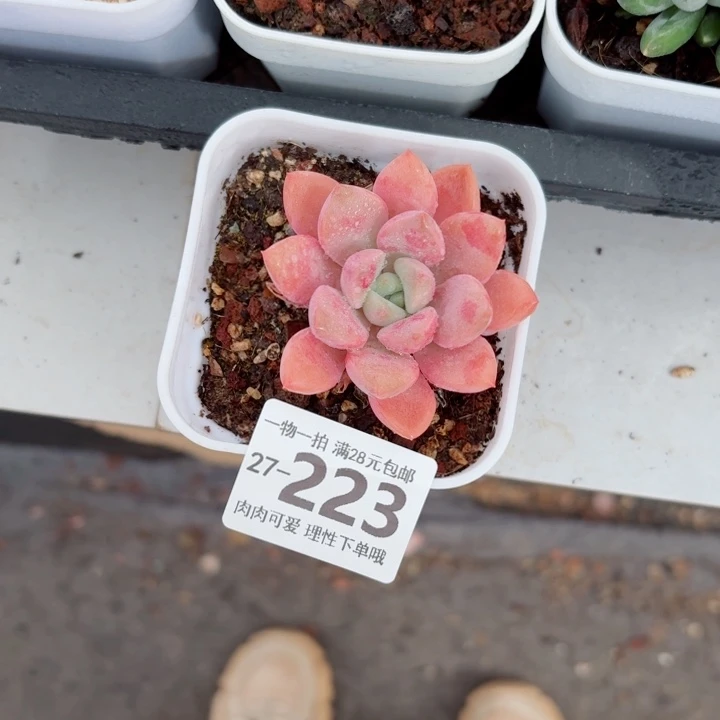 花斑鹿无盆土发货无盆