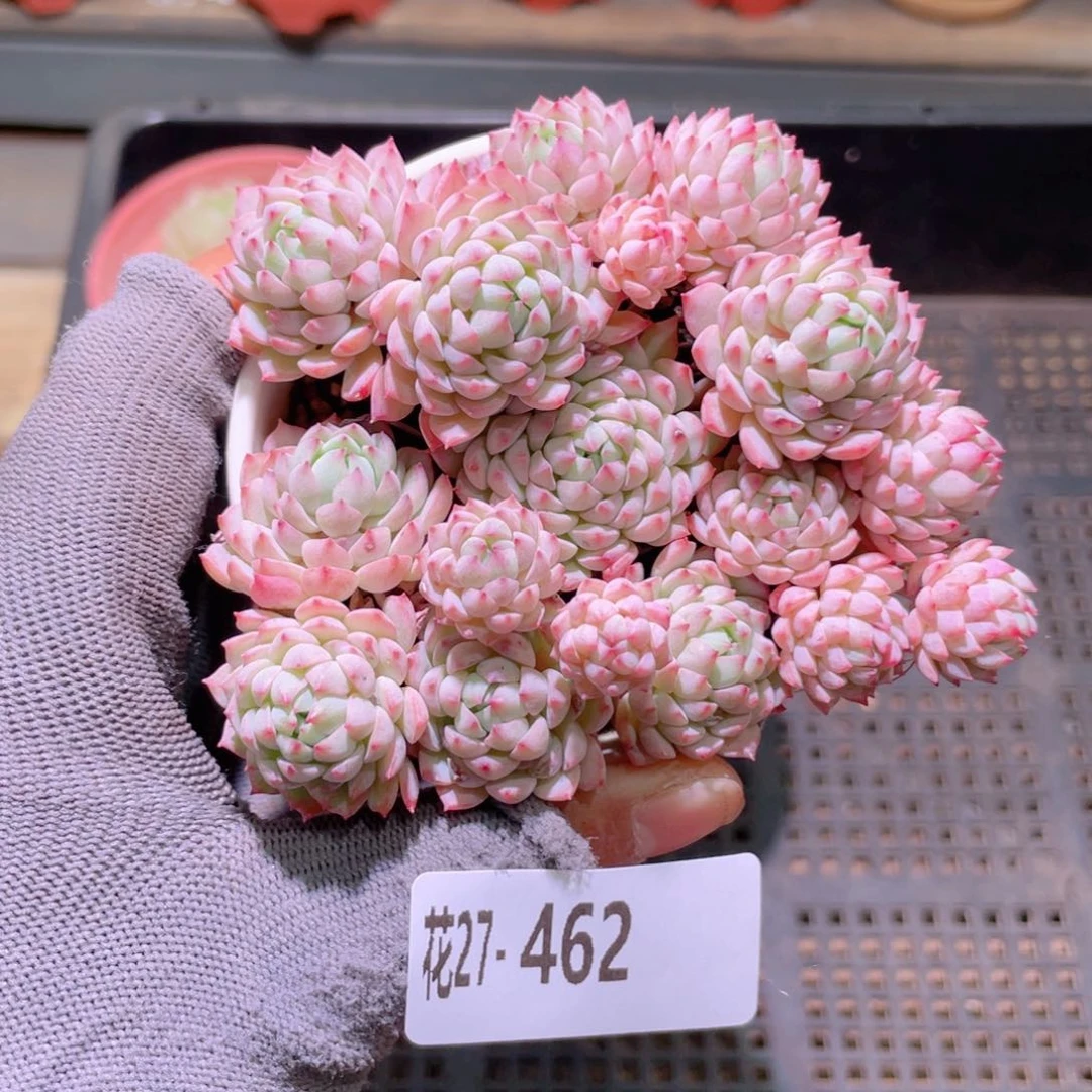 花利美27-462小粉莓