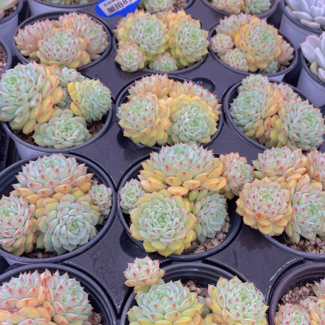 量拍85号 玫瑰莲大群生四头起一个