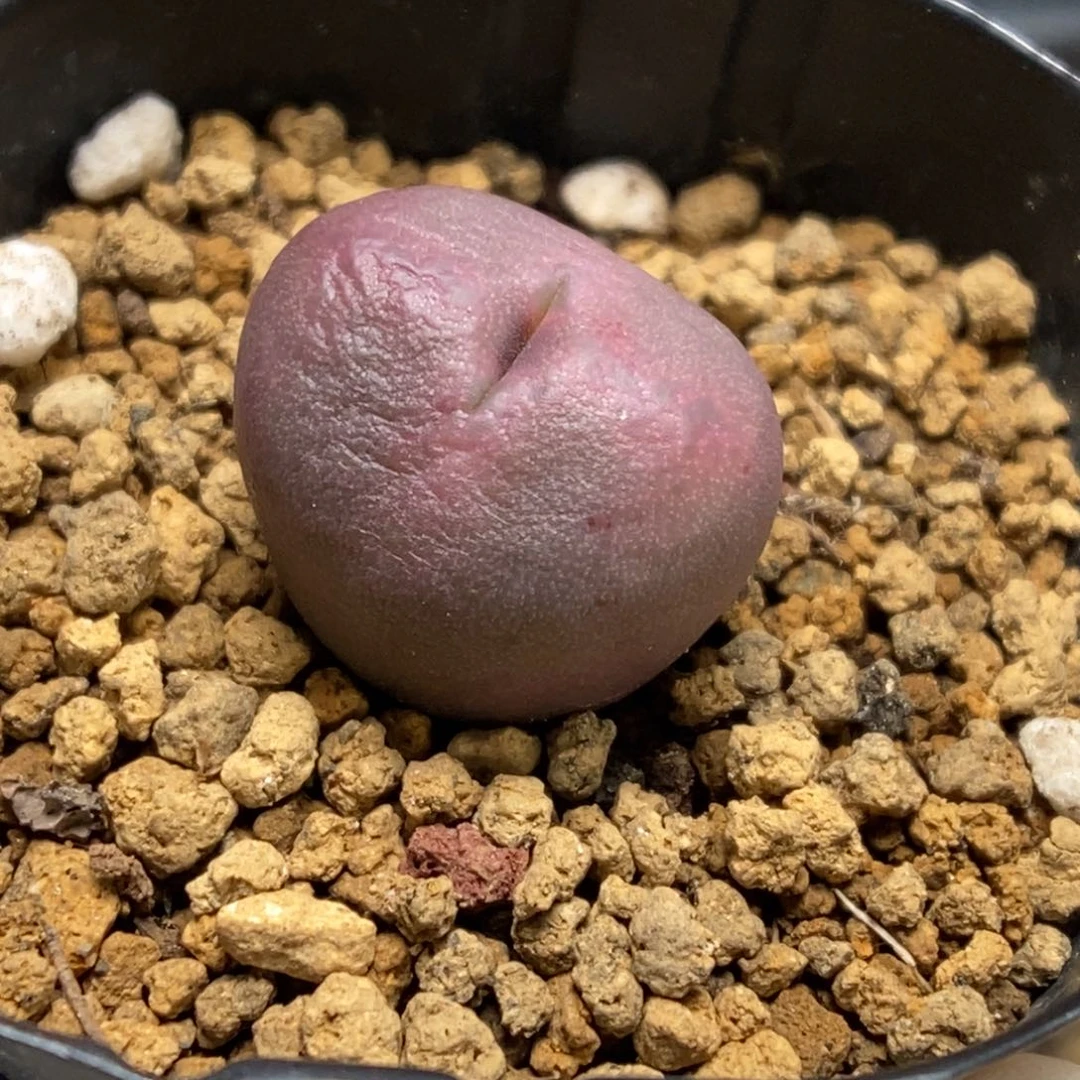 多肉植物肉锥杂交K-685