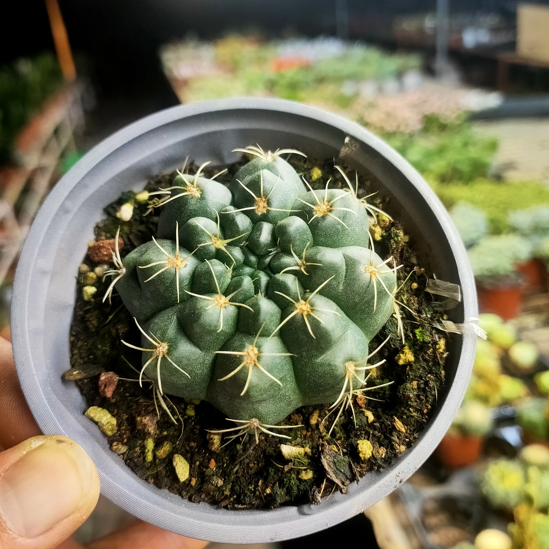 绯花玉 满20包邮 不带盆土发货 冠幅5厘米 长沙星昊多肉植物