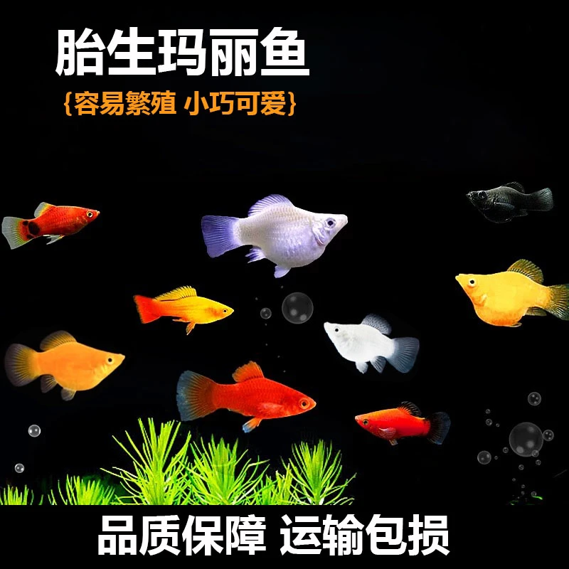 玛丽球鱼 胎生皮球鱼 直接生小鱼 新手好养 小型观赏鱼饲养混养