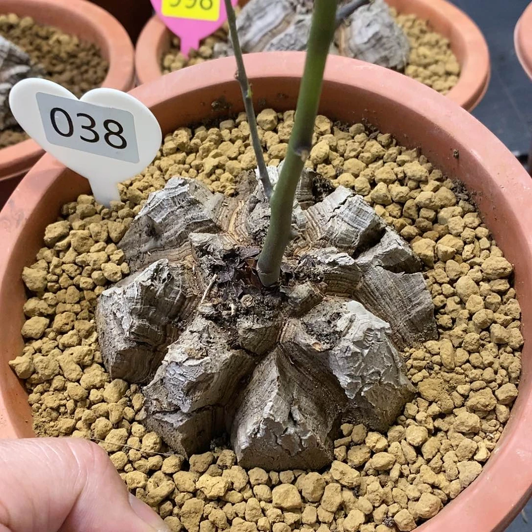 南非龟甲龙龟甲龙