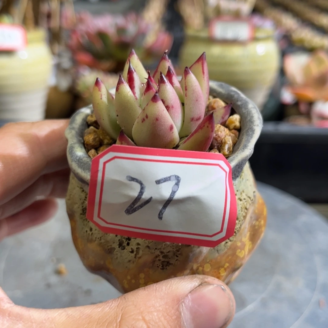 27号红檀一物一拍
