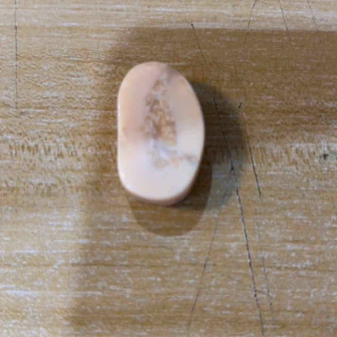 猛犸猛犸虬饼子 WT258