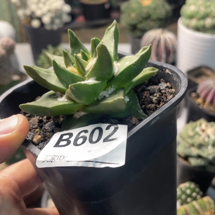 602龙角牡丹仙人球