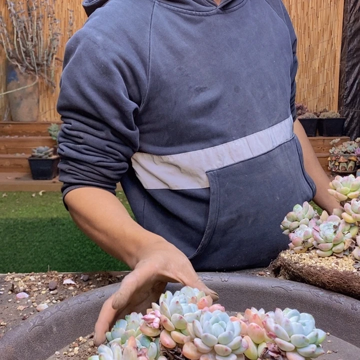 汤***圆409号冷香多肉植物