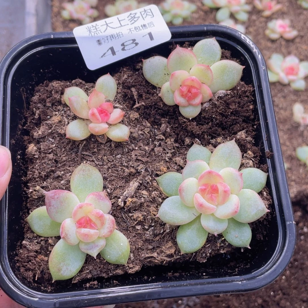 糕大上多肉植物481