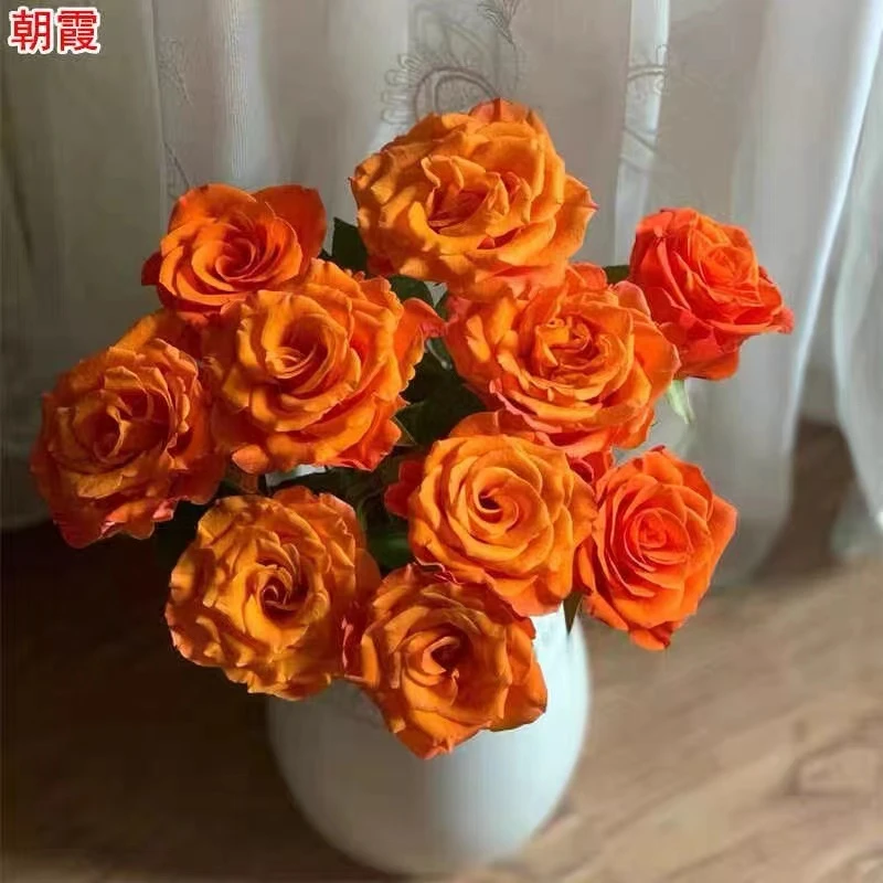 【3棵包邮】朝霞大花浓香玫瑰切花月季花苗四季开花阳台盆栽灌木