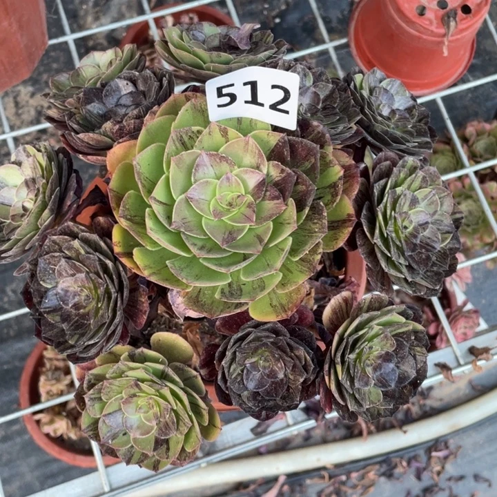 墨染512号多肉植物