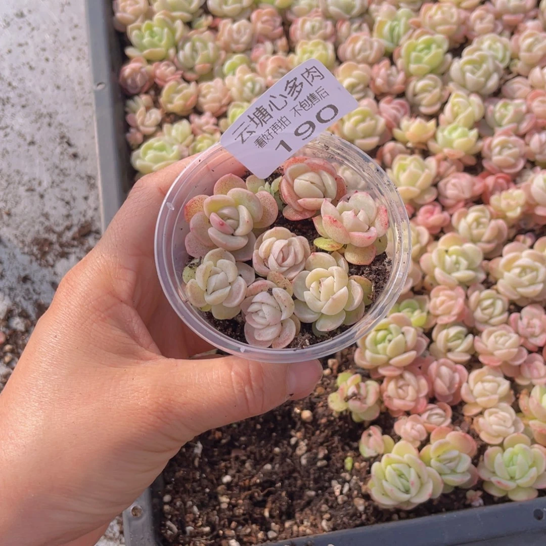 云糖多肉植物190