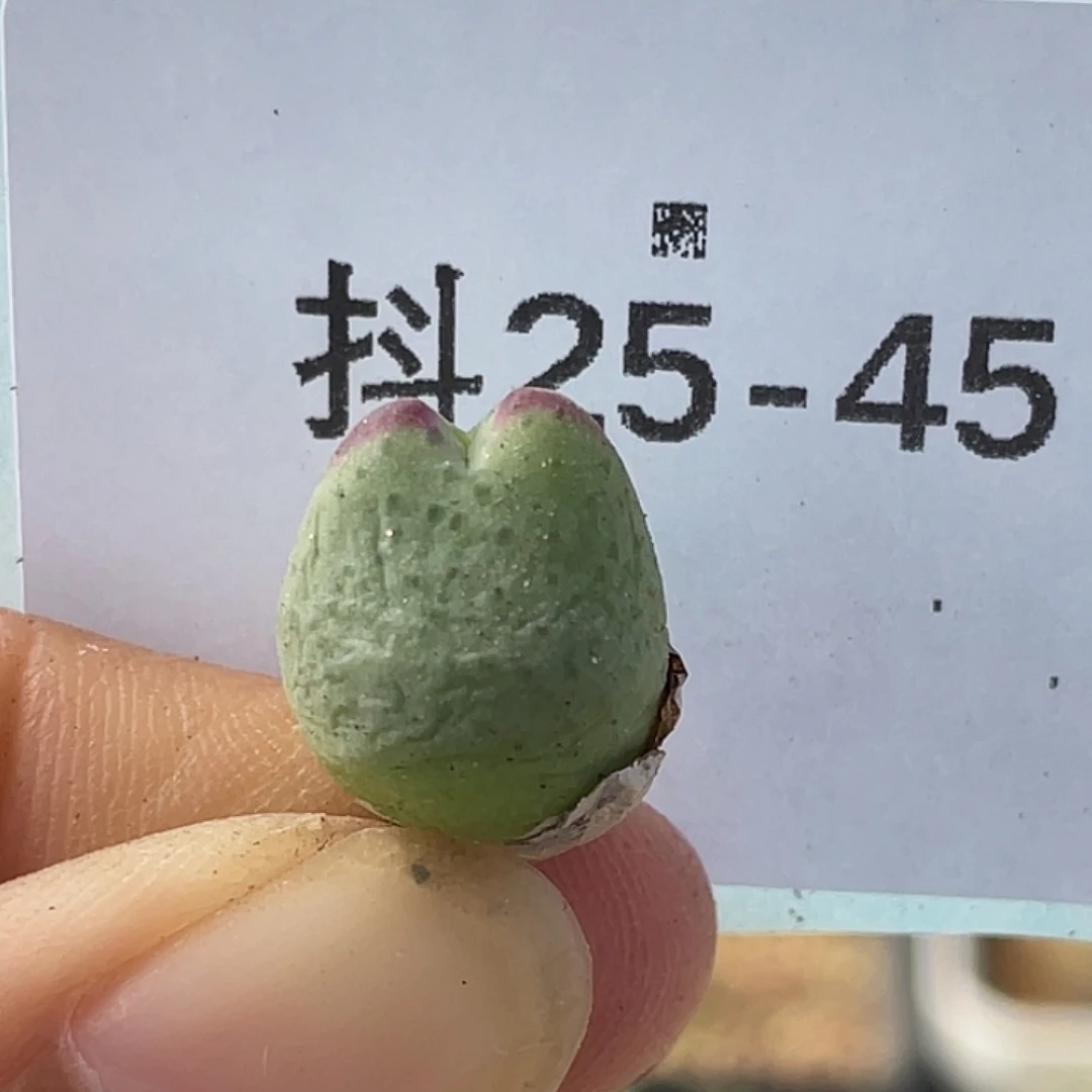 25-45比卡丘多肉植物