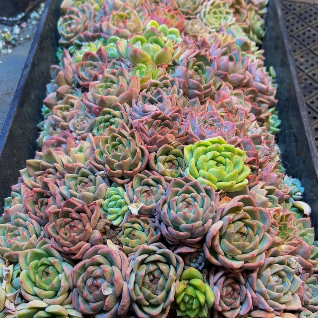 684多肉植物的生长发育和生长