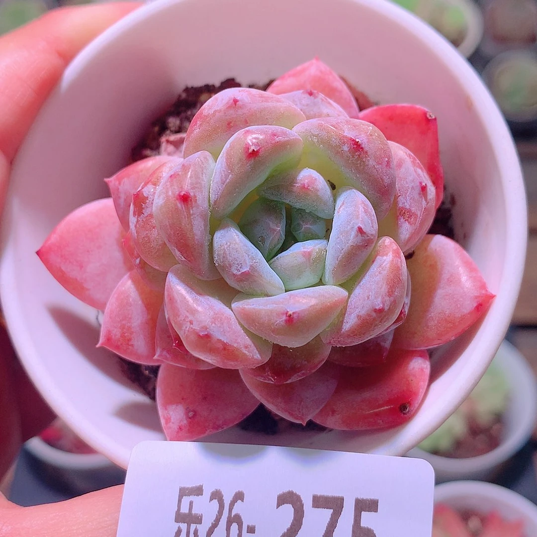 乐然26-275 红胖子
