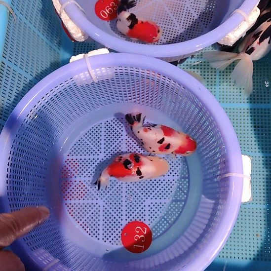 金鱼132兰寿两只特价顺丰包邮