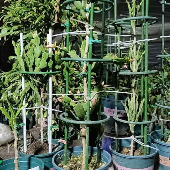 无花朵pg1802三层叶仙嫁接原盆原土带支架发货